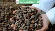 pese a escasez hidrica y menos arboles: en ecuador se produce cacao con base en practicas ambientales y sociales