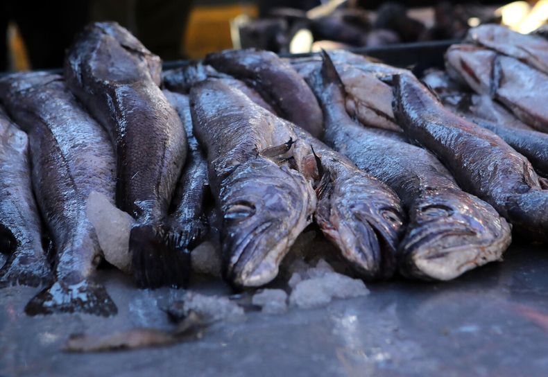Buscan castigar más a delitos como venta ilegal de pescados, entre otros - Agencia Uno