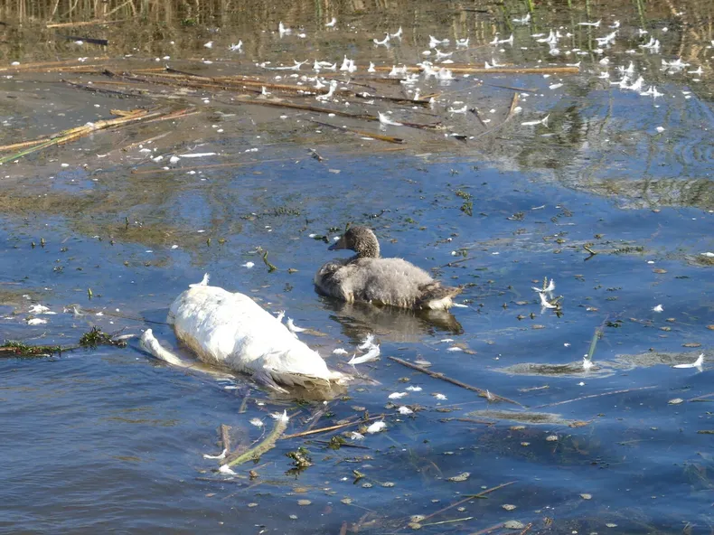 como evitar contagiarse de gripe aviar en chile detectan virus h5n1 en aves silvestres en humedal de valparaiso.webp