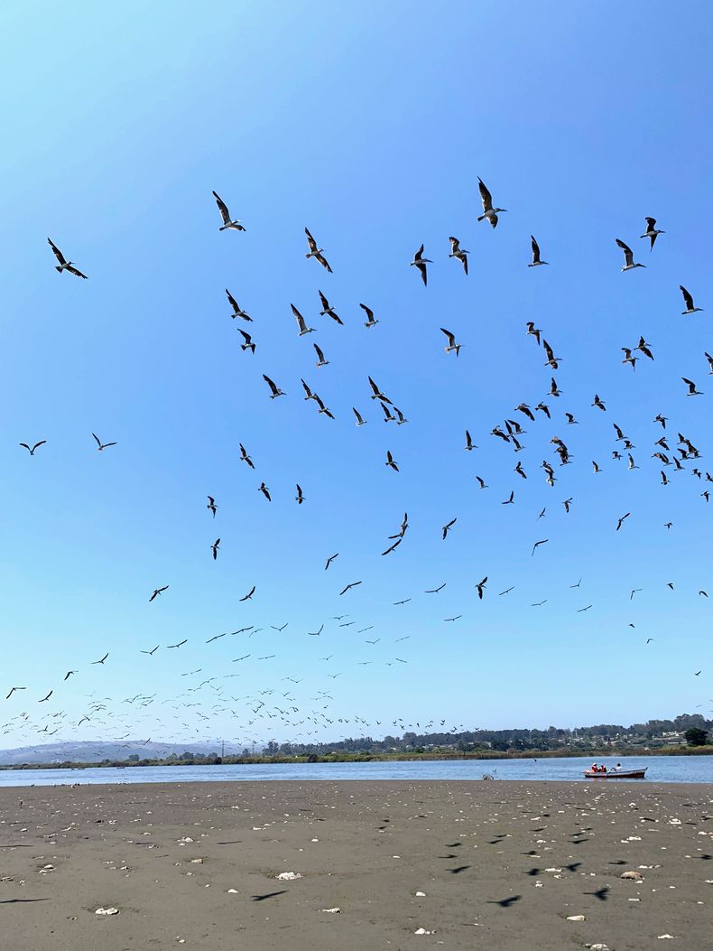 Bandada de pájaros en Río Maipo.