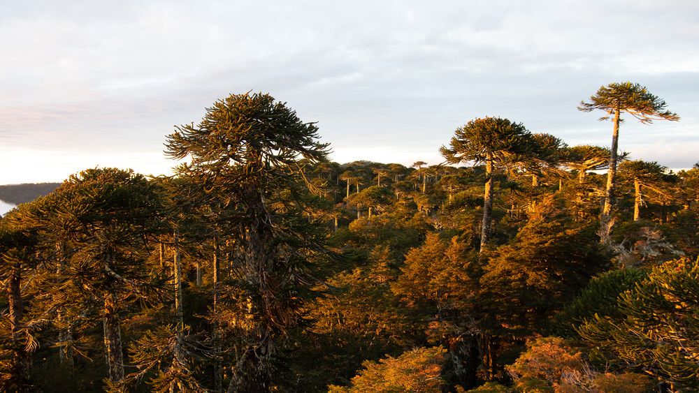 Bosque nativo en Chile.&nbsp;