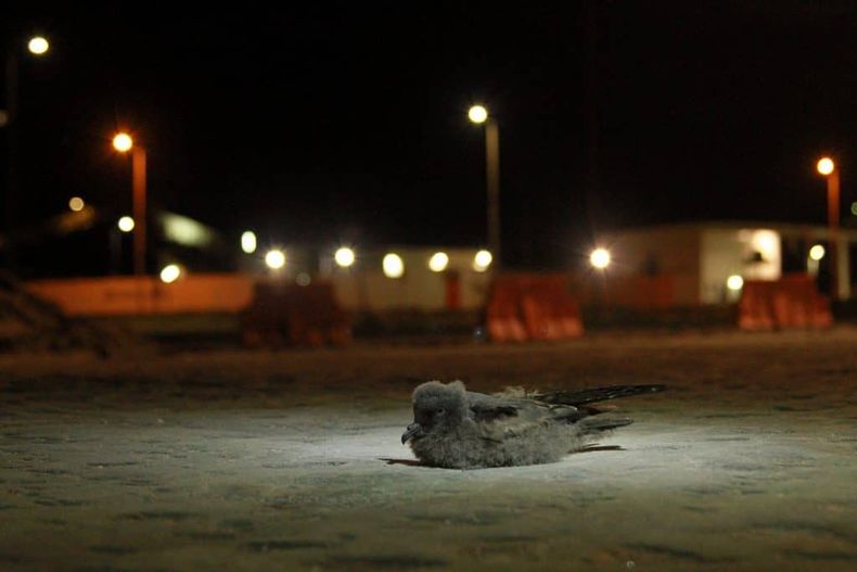 Seccion 1 o 3 Golondrina bajo luces 2 CMC 2018 1024x683 1.jpg