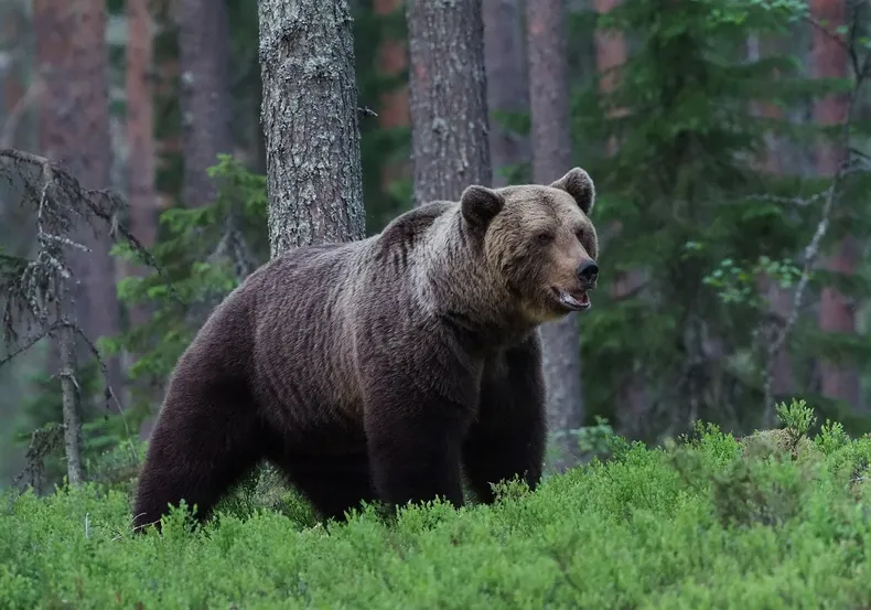 13808 oso pardo.webp