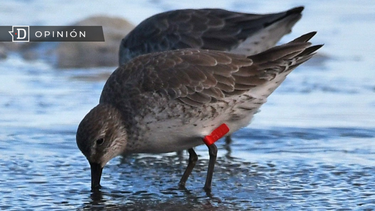 El Desconcierto | Diseno sin titulo 2023 05 31T112543.901.png