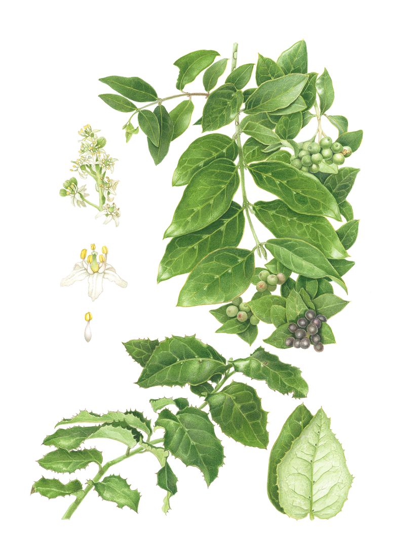 Naranjillo, Citronella mucronata - Libro sobre plantas nativas de Chile