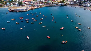 La jibia otra vez amenazada: Acusan que flota de más de 500 buques chinos se acercan a Chile