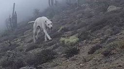 Parque Nacional Fray Jorge: Confirman presencia de especies invasoras e introducidas