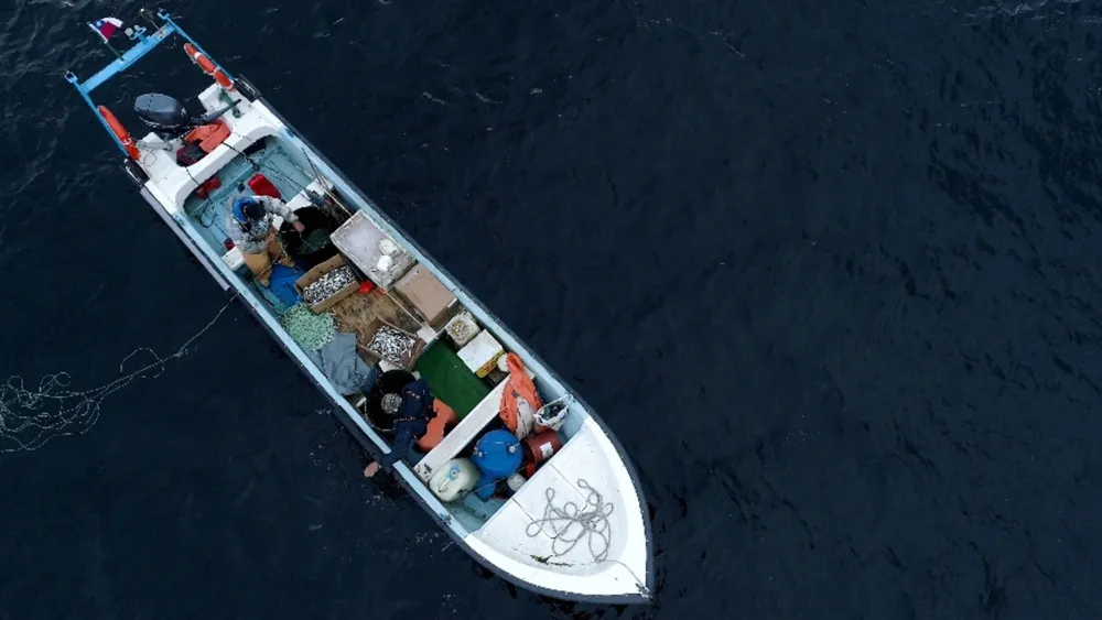 Comité Científico propone ampliar veda de la merluza austral por sobreexplotación y pescadores artesanales celebran la medida