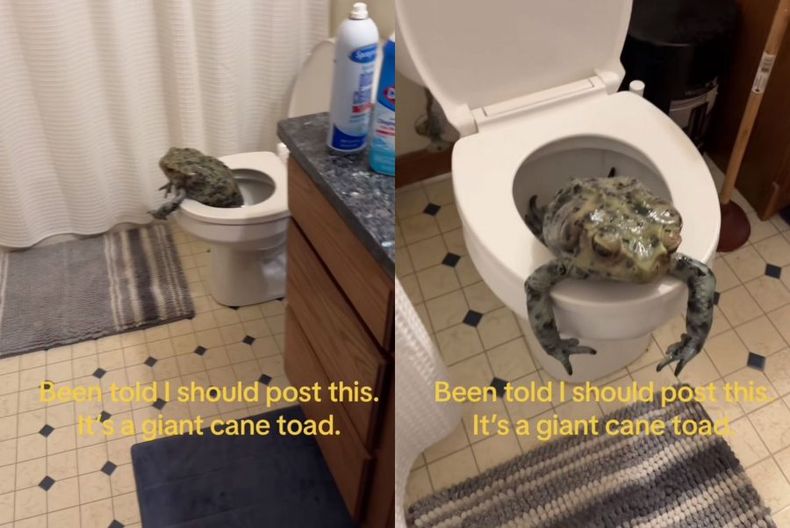 video de pelicula de terror mujer encuentra rana gigante en su inodoro e1695994217886.jpeg