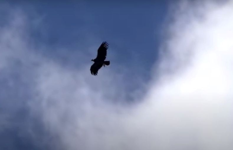 nuestros grandes parques nacionales netflix patagonia.jpg