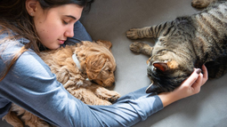 Tu mascota puede tener Influenza y no saberlo: más del 50% de perros y gatos en Chile dio positivo al virus. Tu mascota puede tener Influenza y no saberlo: más del 50% de perros y gatos en Chile dio positivo al virus.