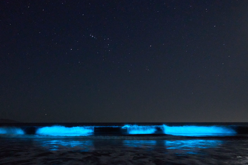 Bioluminiscencia en las costas de Guanaqueros, Región de Coquimbo.
