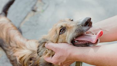 Fundación Apla lanza innovador programa para ONGs y activistas de protección animal