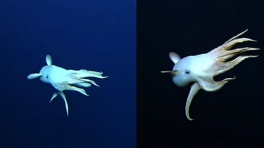 VIDEO| Avistan a un extraño pulpo Dumbo a más de 1600 metros bajo el mar en Hawaii