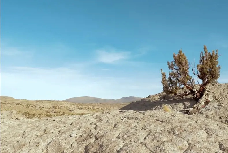 14701 quenoa arica.webp