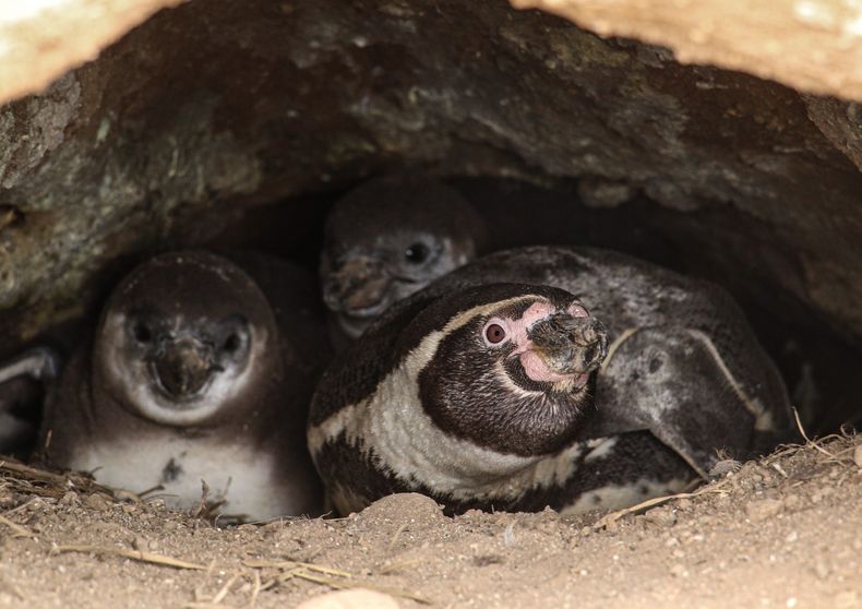 Nidos de pinguino de Humboldt en la isla Cachagua. scaled.jpg