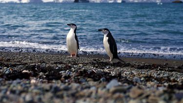 El Desconcierto | a traves de codigos qr libro reune los sonidos autenticos de la vida marina de la antartica.jpg