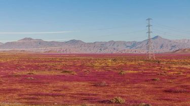 El Desconcierto | desierto florido 1 1.jpg