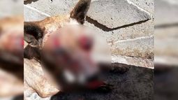 En Dichato golpearon brutalmente con un palo y le sacaron un ojo con un cuchillo a una perrita