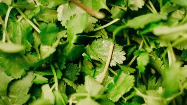 ¿Gastronomía chilena en riesgo? Científicos detectan múltiples virus en plantas de cilantro