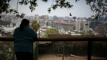 Evacúan zoológico del cerro San Cristóbal en plenas vacaciones por caída de árbol en zona de chimpancés