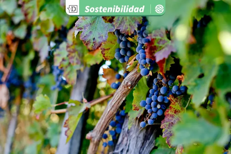 23775 diseno sin titulo 2025 10 07t152127.webp