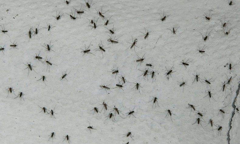 Plaga de mosquitos por crisis climática tiene desesperados a penquistas - Foto: Agencia EFE