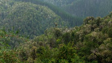 El Desconcierto | lof nanco 08 1.jpg