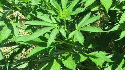 Israel tendrá la mayor producción de marihuana del mundo destinada a usos medicinales