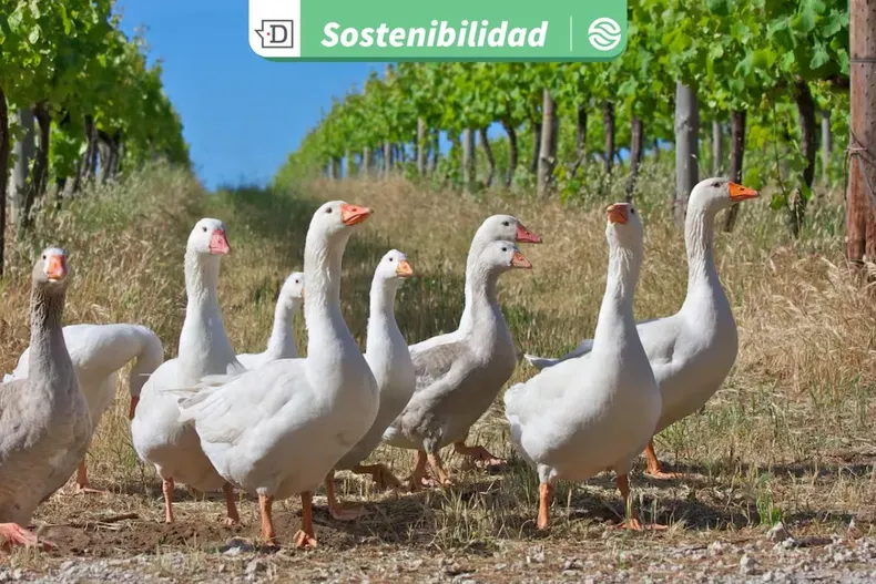 30917 diseno sin titulo 2026 03 06t163011.webp