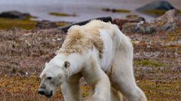 La triste agonía de un oso polar hambriento que muestra las consecuencias del cambio climático