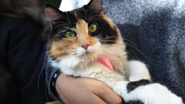 “Es un mínimo necesario”: Cámara aprueba permiso por muerte de mascotas y Marzán pide avanzar en registro de maltrato animal