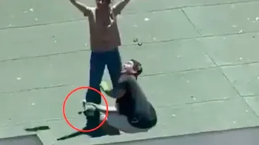 Detienen a pareja que lanzó crías de gaviota al vacío en Maitencillo: Justicia los deja en libertad