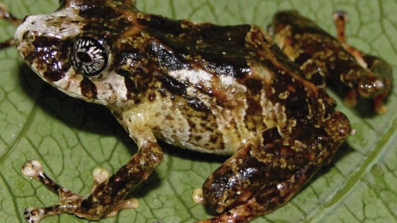 standard_Pristimantis paulpittmani Pablo J. Venegas 01NOTA.jpg