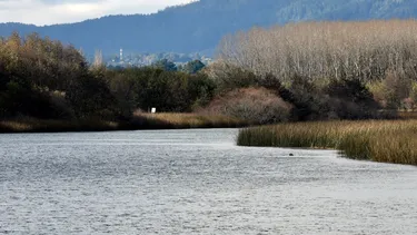 El Desconcierto | dia mundial de los humedales por que estos ecosistemas son clave para la biodiversidad y el agua en chile.webp
