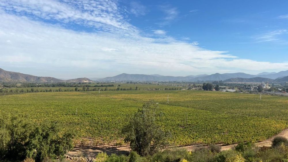 Evitar contaminación: conocida viña valoriza residuos de madera y plástico en alianza con emprendimientos