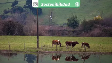 Hacia menores emisiones de metano en Brasil: La ganadería sustentable es crucial para atenuar el calentamiento global