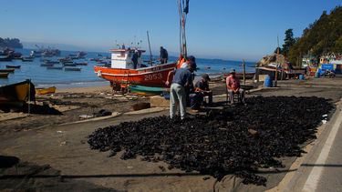 Promulgan Ley Bentónica que resguarda extracción artesanal del cochayuyo, erizos y machas