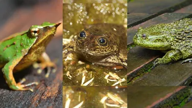 Sobrevivieron incendios, hongos mortales y sequías: Las ranas del Loa, de Darwin y Gigante que se resisten a desaparecer