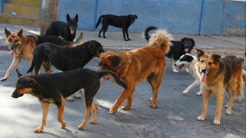 Buscaban sacrificar perros callejeros en Atacama e1707312135289.jpeg