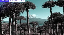 Del papel al itrofill mongen: El legado verde del pueblo mapuche en la nueva Constitución