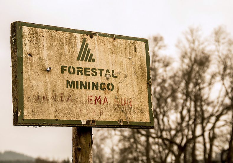 forestal.jpg