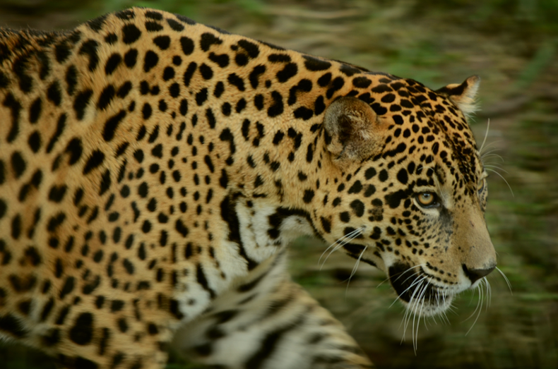 El parque Madidi tiene una poblacion de 300 jaguares 906x600 1.png