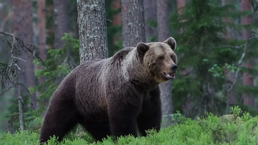 Condenan a muerte a 350 osos pardos: En Eslovaquia aplicarán drástica medida después de un ataque mortal a un hombre