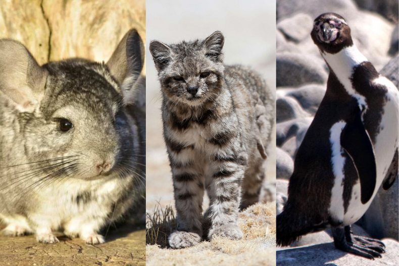 greenpeace alerta de posible extincion en chile de chinchilla, gato y pinguino por industria minera.png