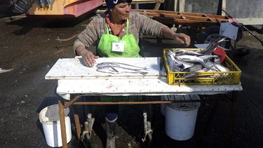 Tres proyectos de ley sobre pesca artesanal con equidad de género duermen en el Congreso