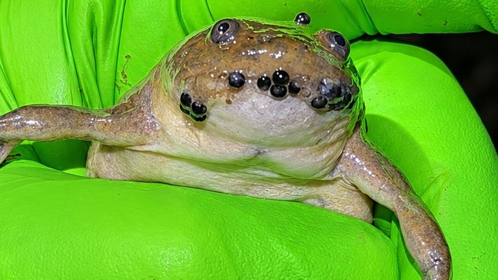 Rana africana con huevos de sapo atacameño en la boca.&nbsp;