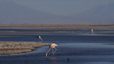 Salar de Atacama.