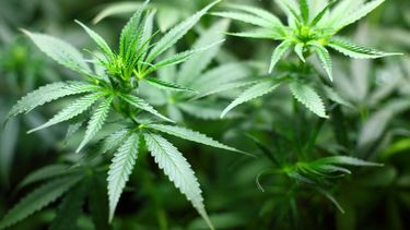 Valparaíso: Profesionales y consejos locales de salud se capacitaron en el uso medicinal de cannabis
