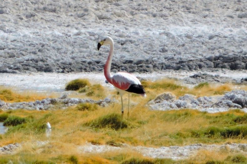 3516 flamenco salar.jpg